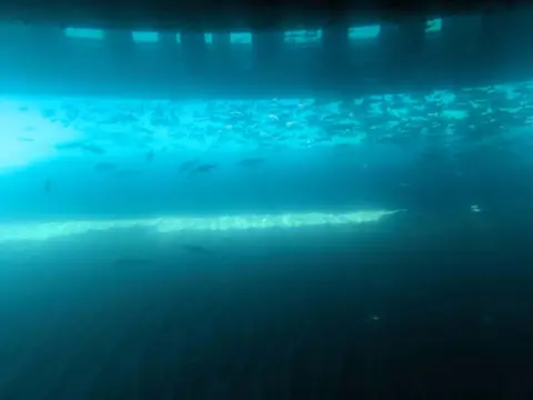 支笏湖 水中遊覧船からの景色