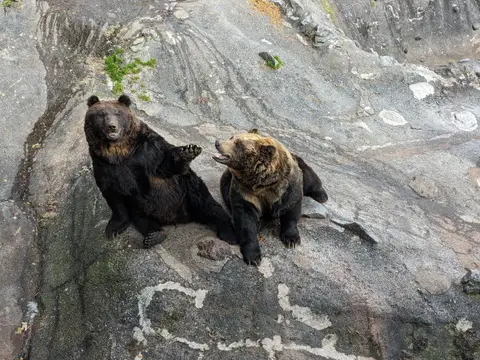 のぼりべつクマ牧場 餌をねだるヒグマ