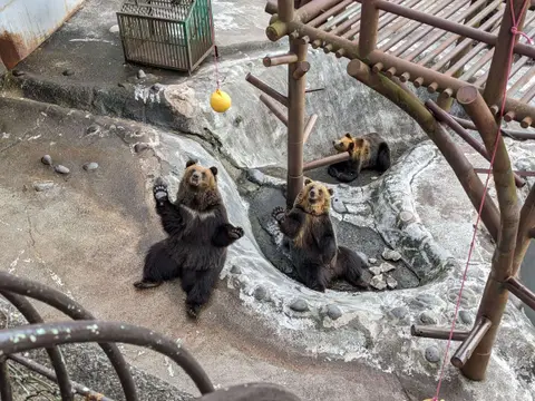 のぼりべつクマ牧場 餌をねだる熊
