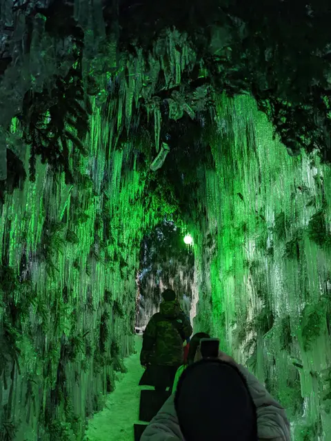 氷濤まつりの氷のトンネル。木の枝ごと凍った氷が緑に照らされる（2025年2月8日）