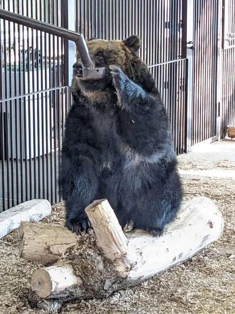のぼりべつクマ牧場 水を飲むヒグマ