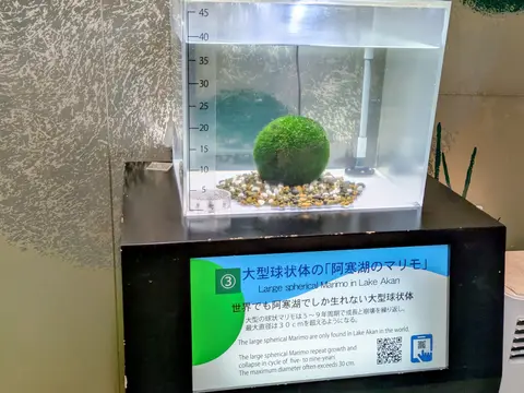 大型球状体の阿寒湖のマリモ