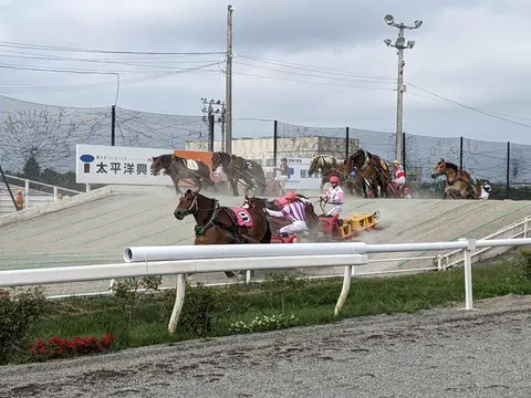 Draft horses pulling heavy sleds at ban'ei horse racing in Obihiro