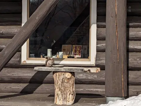 メープルロッジ 軒先で餌を食べるエゾリス