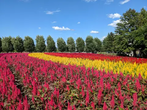 ファーム富田 花畑