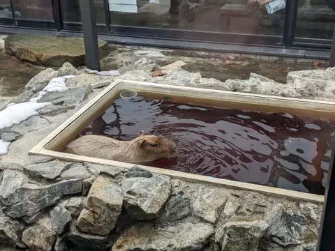 番屋の湯 温泉に浸かるカピバラ