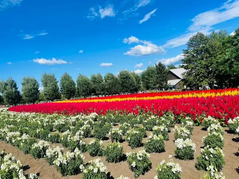 ファーム富田 花畑